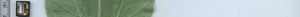 leafstrip