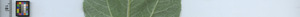 leafstrip