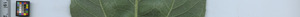 leafstrip