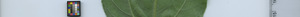 leafstrip
