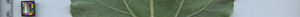 leafstrip