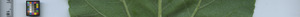 leafstrip