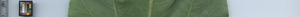 leafstrip