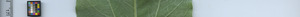 leafstrip