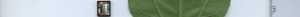 leafstrip