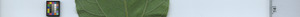 leafstrip