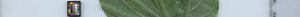 leafstrip