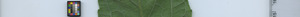 leafstrip