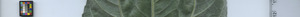 leafstrip