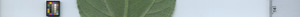 leafstrip