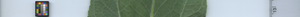 leafstrip