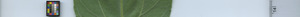 leafstrip