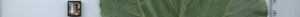leafstrip