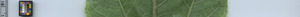 leafstrip
