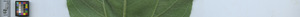 leafstrip