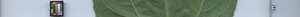 leafstrip