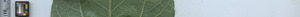 leafstrip