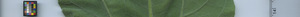 leafstrip