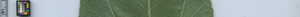 leafstrip