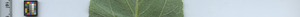 leafstrip