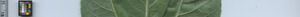leafstrip
