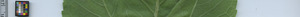 leafstrip