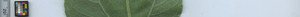 leafstrip