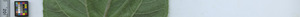 leafstrip