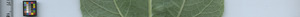 leafstrip