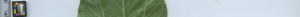 leafstrip