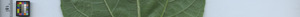 leafstrip