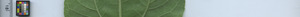 leafstrip