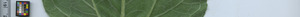 leafstrip