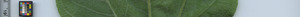 leafstrip