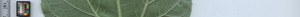 leafstrip