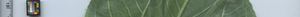 leafstrip