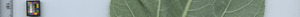 leafstrip