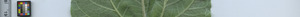 leafstrip