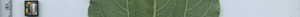leafstrip