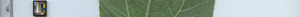 leafstrip