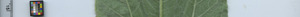 leafstrip