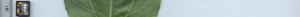leafstrip