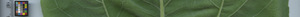 leafstrip