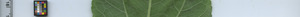 leafstrip