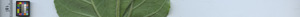 leafstrip