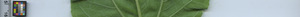 leafstrip