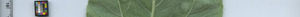 leafstrip