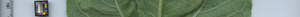 leafstrip