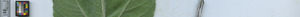 leafstrip