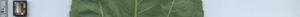 leafstrip